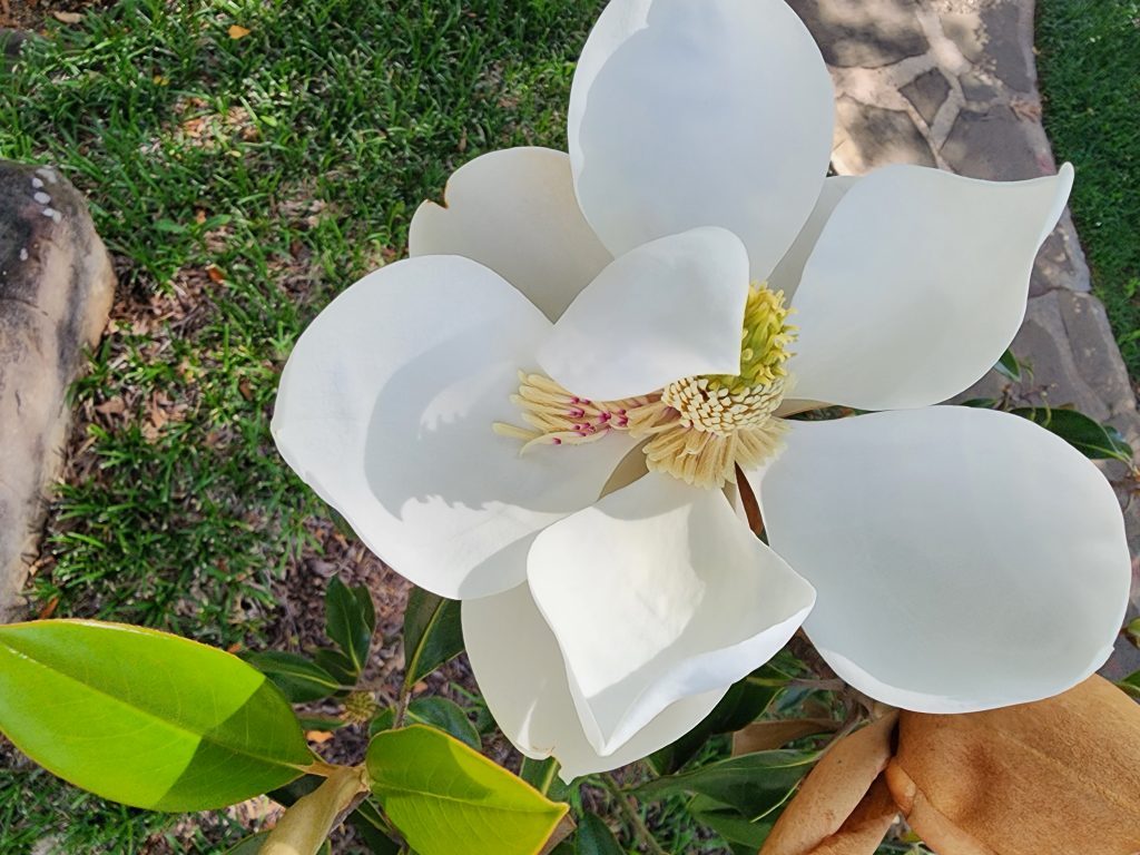 sip_in_magnoliasippinmagnolias