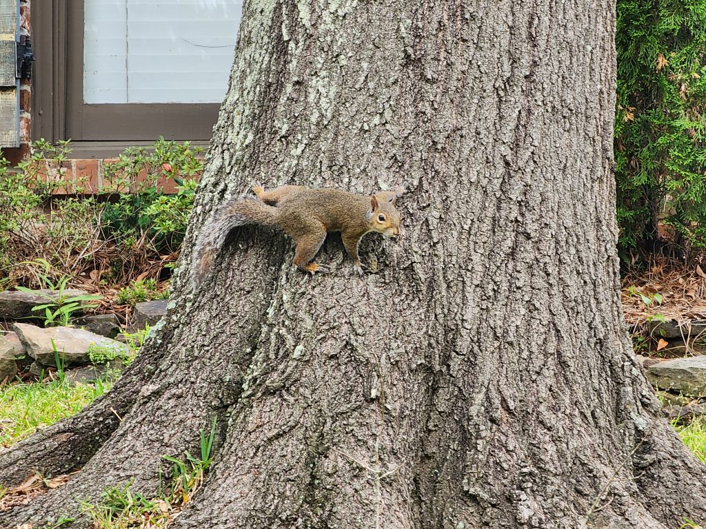 squirrelnutzippersippinmagnolias